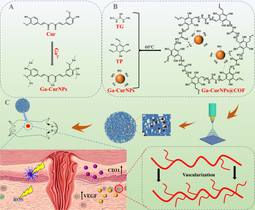 江西师范大学汪莉教授：由镓-姜黄素纳米粒子通过COF包裹而成的电纺纳米纤维敷料，兼具抗菌、抗氧化，促进伤口愈合和恢复